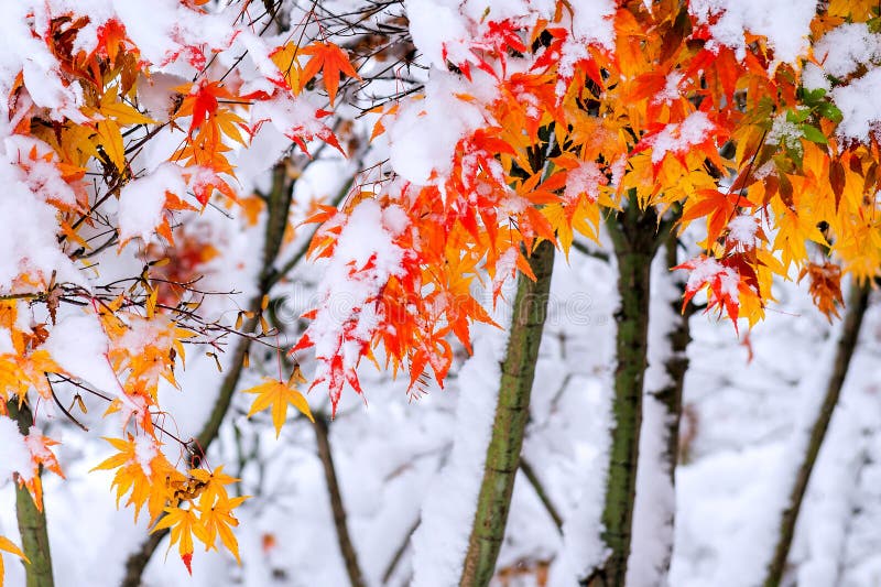 Red fall maple tree covered in snow, Korea. stock photo