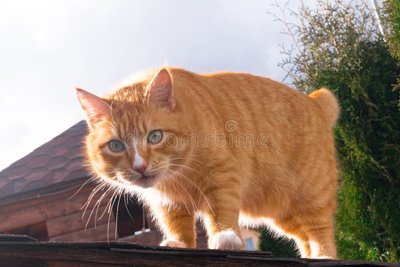 red fat cat sitting on the roof in sunny day, blue sky