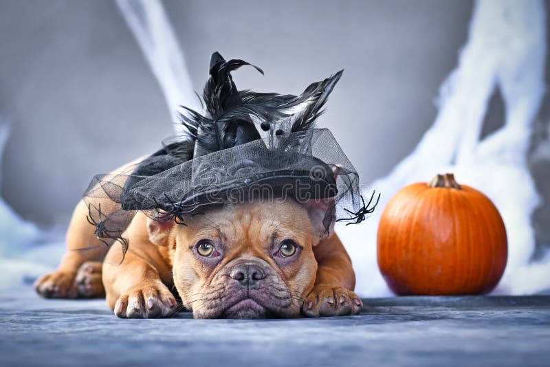 Red fawn French Bulldog dog dressed up with Halloween witch hat in front of seasonal background with spider webs and pumpkin. Red fawn French Bulldog dog dressed up with Halloween witch hat in front of seasonal background with spider webs and pumpkin