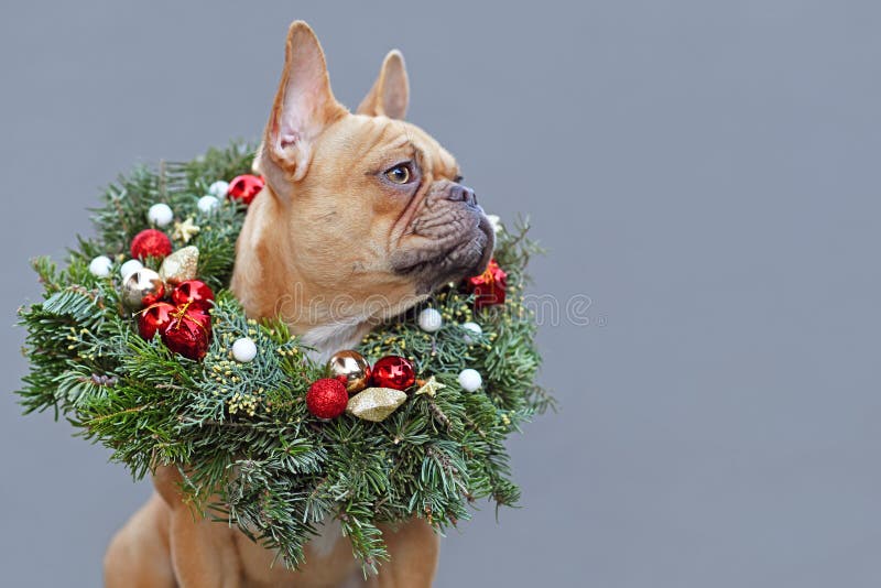 FOCO NCAA Unisex-Adult French Bulldog Wearing Sweater Holiday Christmas Tree 