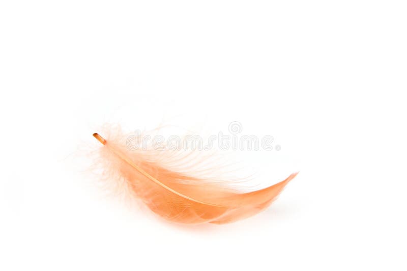 Red feather stock image
