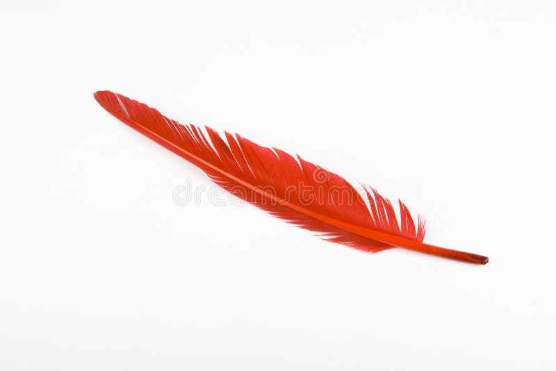 Red feather royalty free stock image