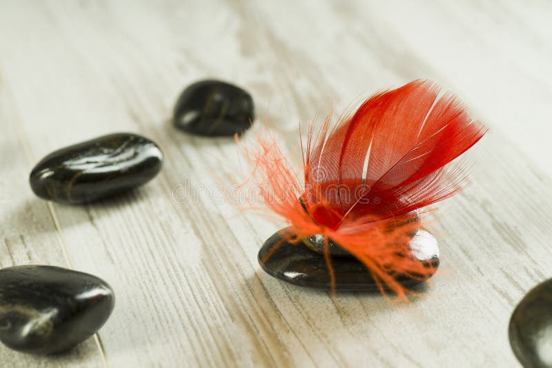 Red feather on black stones royalty free stock image Red feather on black stones royalty free stock image