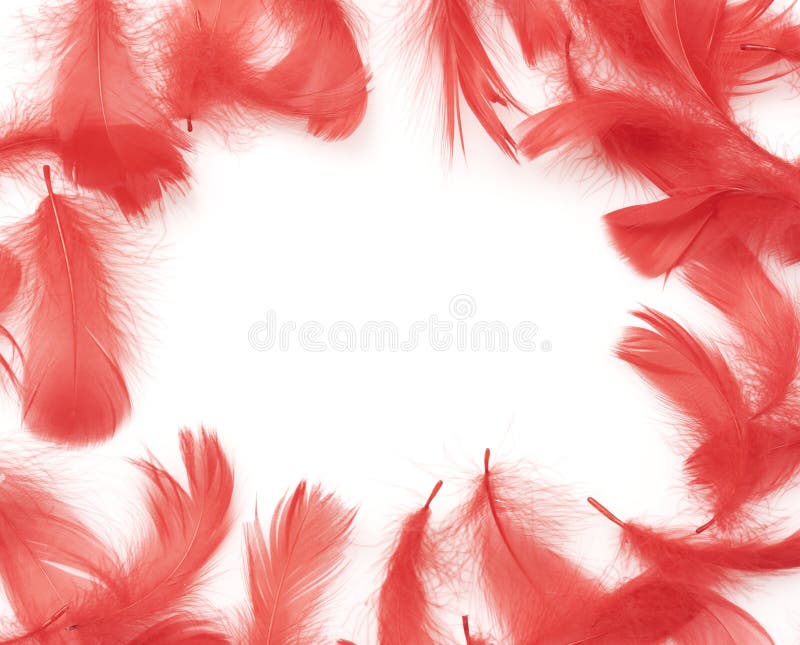 Full Frame Shot Of Red Feathers stock photo