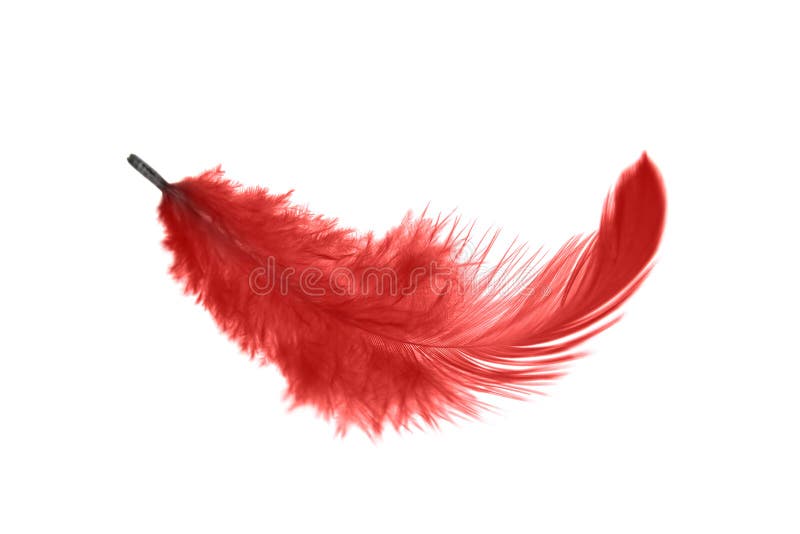 Red Feather Images – Browse 651 Stock Photos, Vectors, and Video