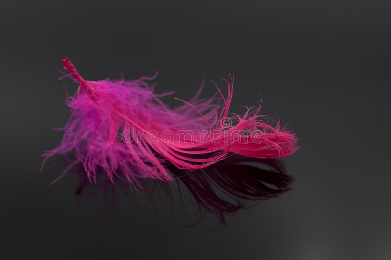 Red Feathers on Black Background Stock Photo Image of abstract
