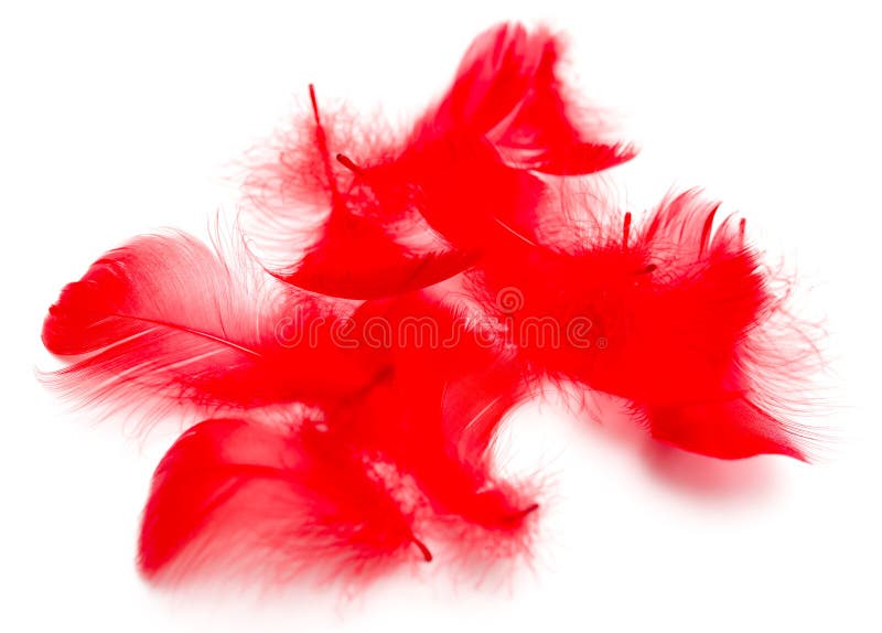 Red Feathers Isolated on White Background Stock Photo Image of