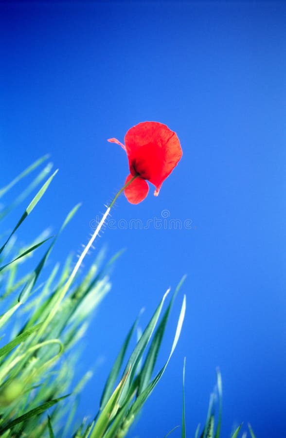 Red field poppy