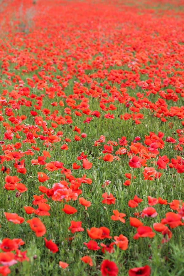 Poppy flower field stock image. Image of subfamily, flower 117659301