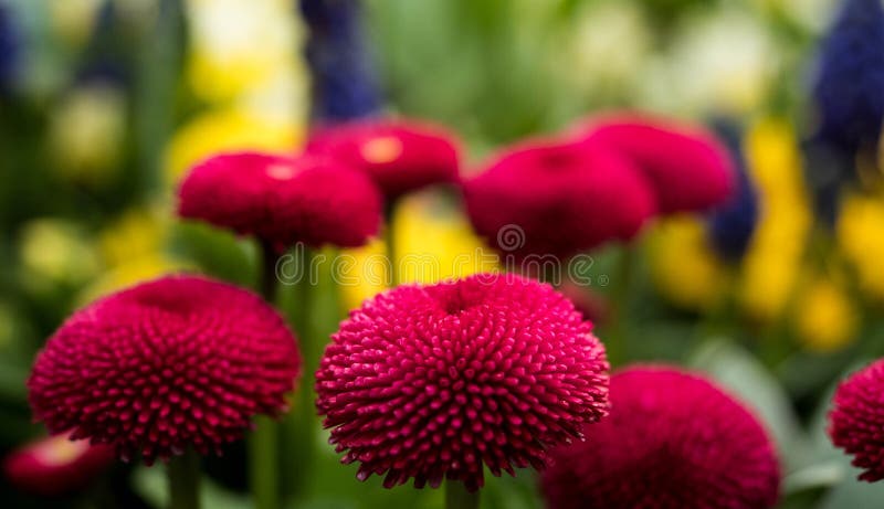 Red and filled cultivated daisies in a garden. stock image Red and filled cultivated daisies in a garden. stock image
