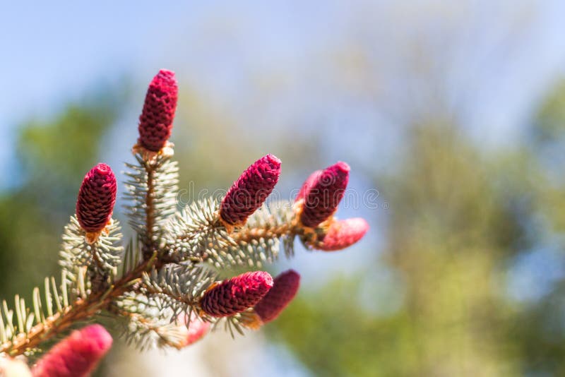 Red Fir Cones on Blurred Background Stock Image Image of spring