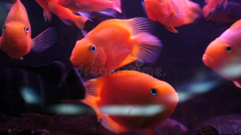 Red Fischunterwasserschwimmen im Aquarium. tropischer farbenfroher Seefisch. Raum für Meditation und Lockerung. Helfen Sie bei