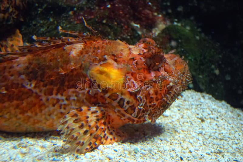 Red fish royalty free stock images