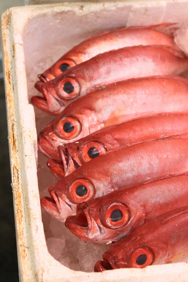 Red fish stock image. Image of display, hygiene, distinct - 19000925