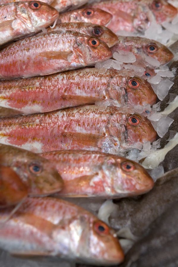 Red fish. Fish market. Cornet red mullet