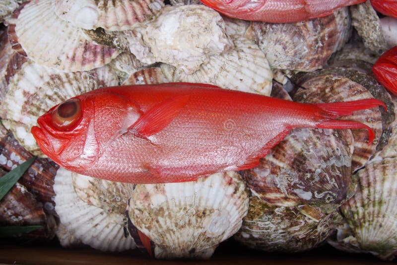 Red fish stock image. Image of meat, animal, shell, market 47301487