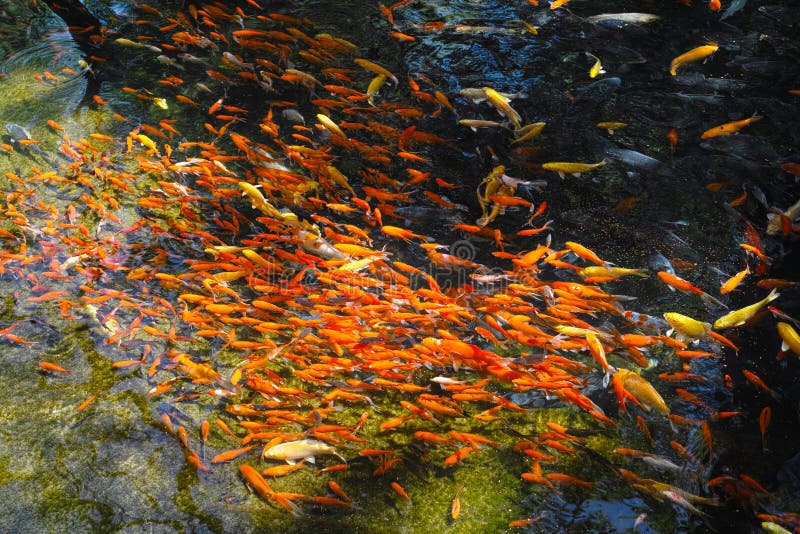 Red fish swarm