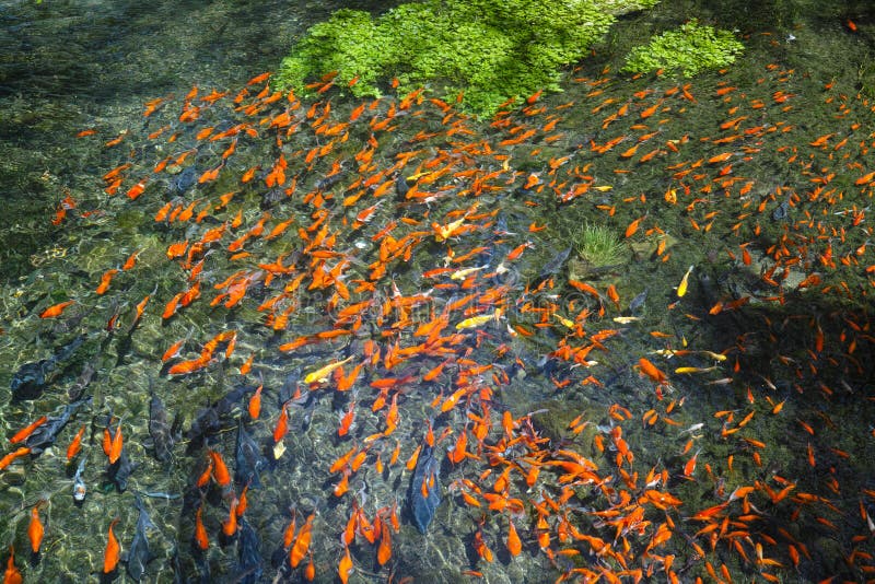 Red fish swarm