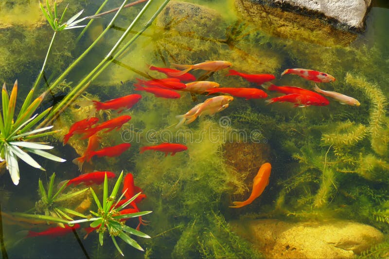 red fishes in the pond royalty free stock image red fishes in the pond royalty free stock image