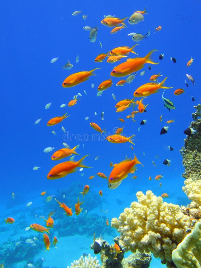 Red fishes in Red sea