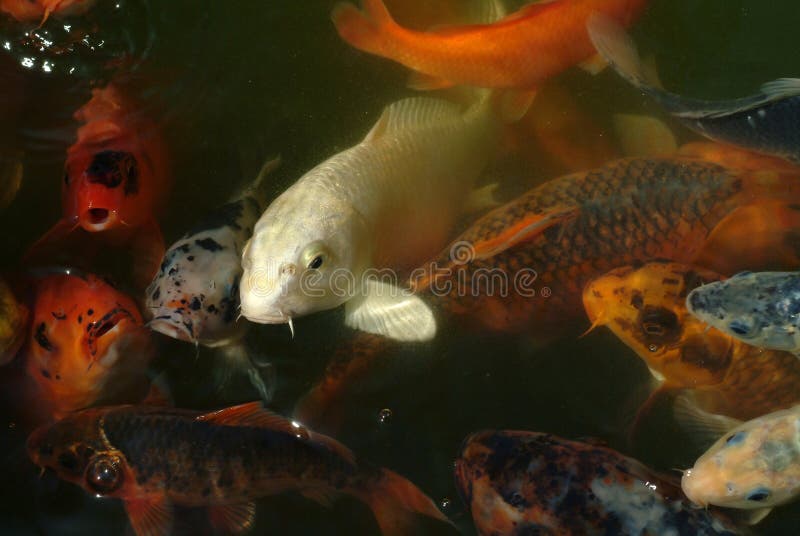 Red fishes very excited on water