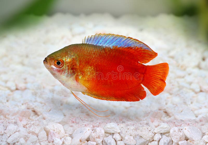 Red Flame gourami Trichogaster lalius freshwater aquarium fish