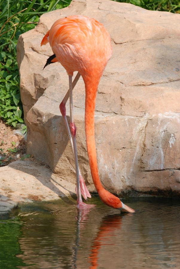 Red flamingo bird stock photo