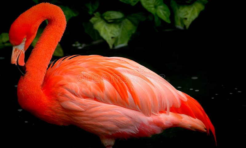 Red flamingo bird