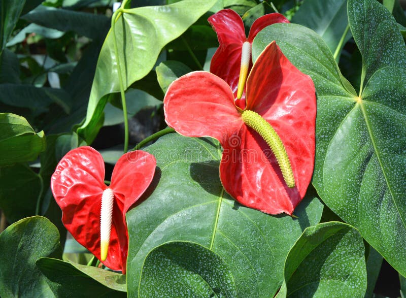 Red Anthurium Flowering Plant Tailflower Flamingo Flower Laceleaf