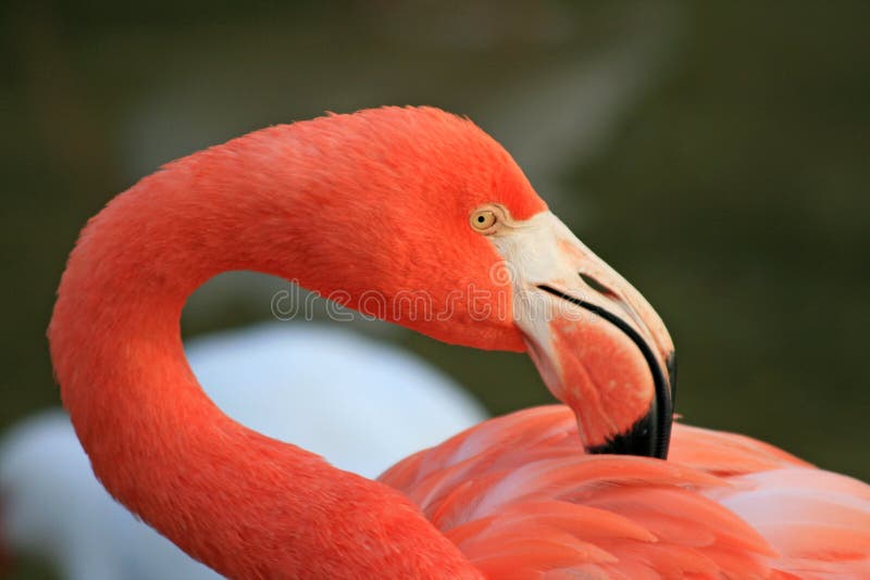 Red flamingo in a park