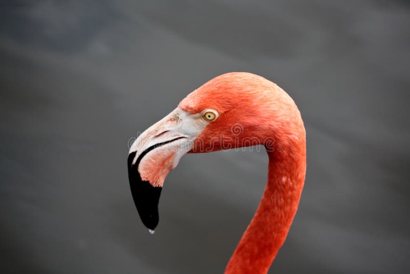 Red flamingo in a park in Florida