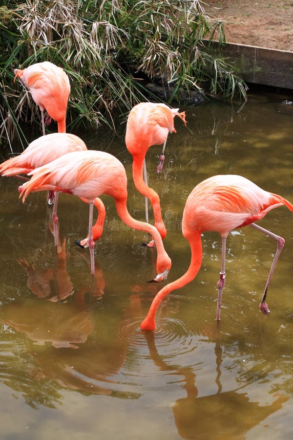 Red flamingo in a park in Florida