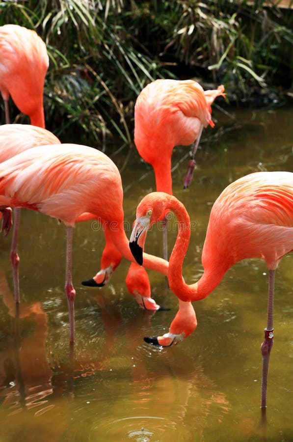 Red flamingo in a park in Florida