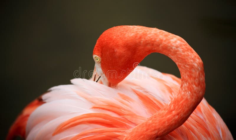 Red flamingo in a park in Florida