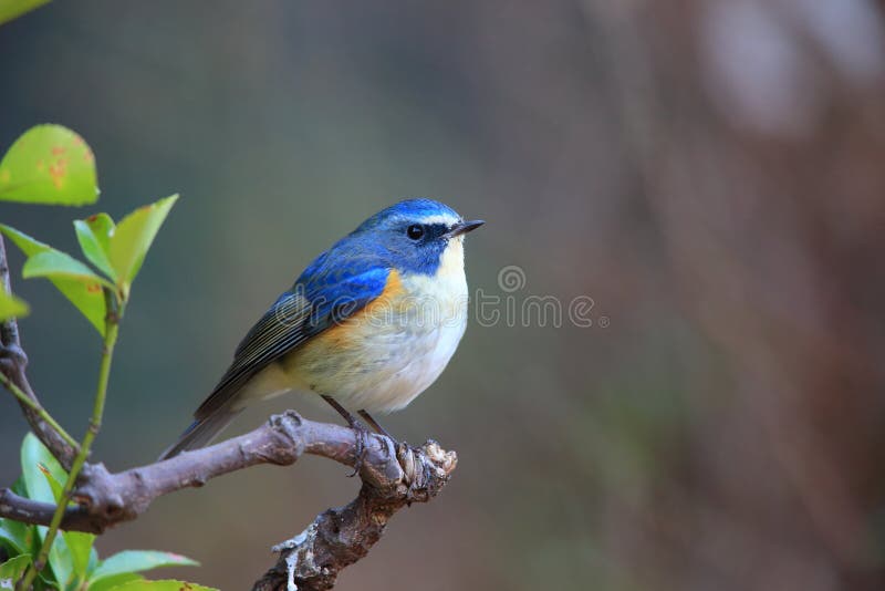 Red-flanked Bluetail or Orange-flanked Bush-Robin