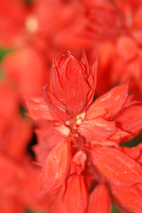 Red flower