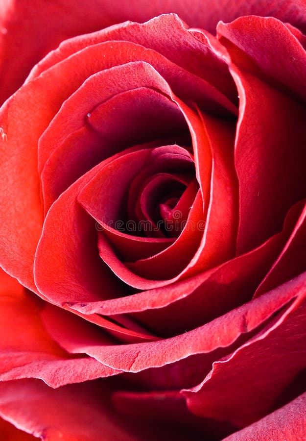 1,966,696 Red Flower Stock Photos Free & RoyaltyFree Stock Photos