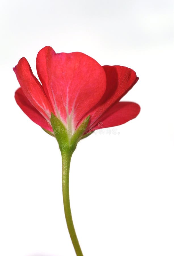 Red flower