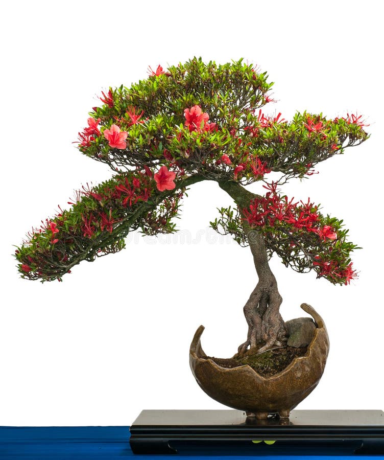 Azalea bonsai in bloom stock photo. Image of purple, bonsai 3459620