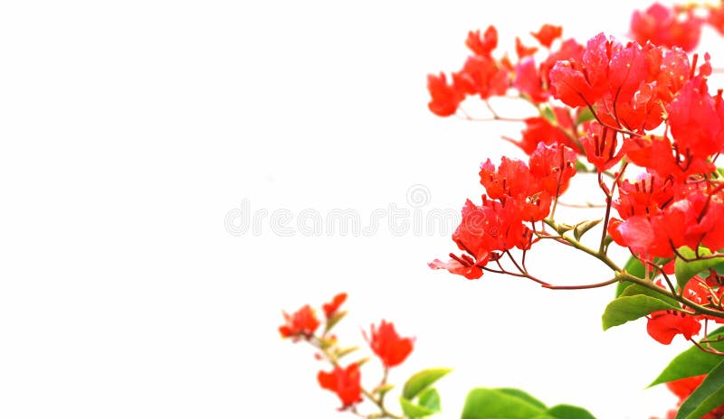 Red flower background