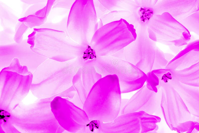 Red flower background stock image. Image of gift, element 28505521