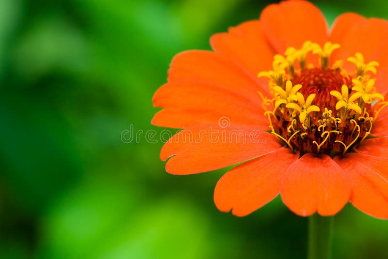 Red flower background