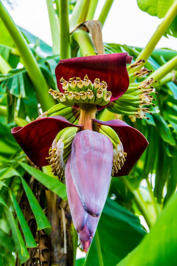 Red flower of a banana