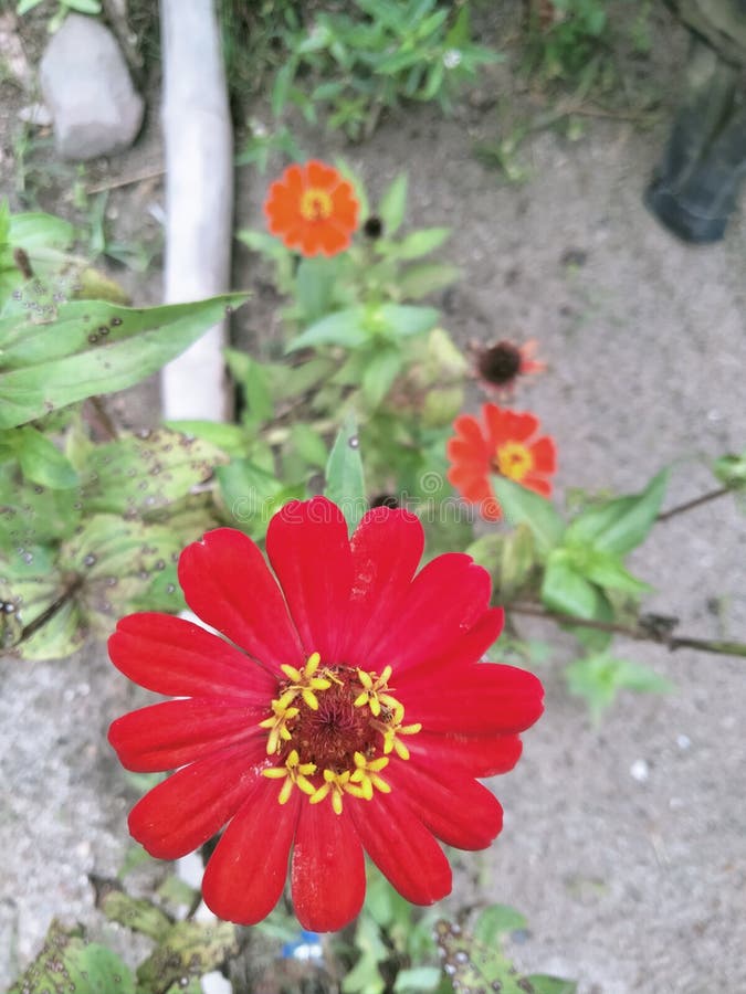 Red Flower in the beach stock photo. Image of beautiful 206728130