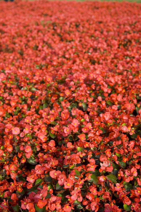 Red flower bed stock image. Image of travel, flowerbed 3366575