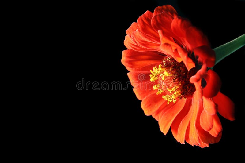 Red flower on the black background