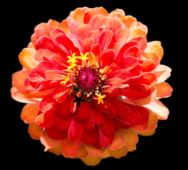 Red Flower on a Black Background Stock Image Image of summer, pollen