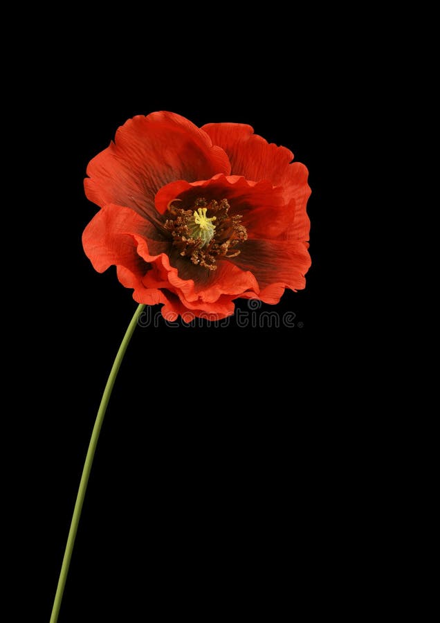 Red Flower on Black Background Stock Photo Image of pink, textures