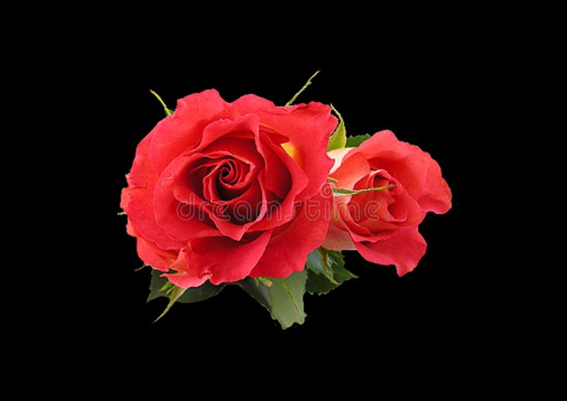 Red Flower on Black Background Stock Photo Image of pink, textures