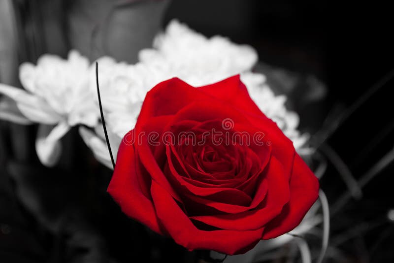 Red Flower On Black And White Background Stock Image Image of beauty